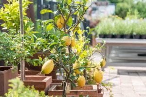 Gärtnerei Allgaier Zitronenbaum